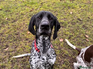 German Shorthaired Pointer dogs German short haired pointer 12 month old female - Advert 2