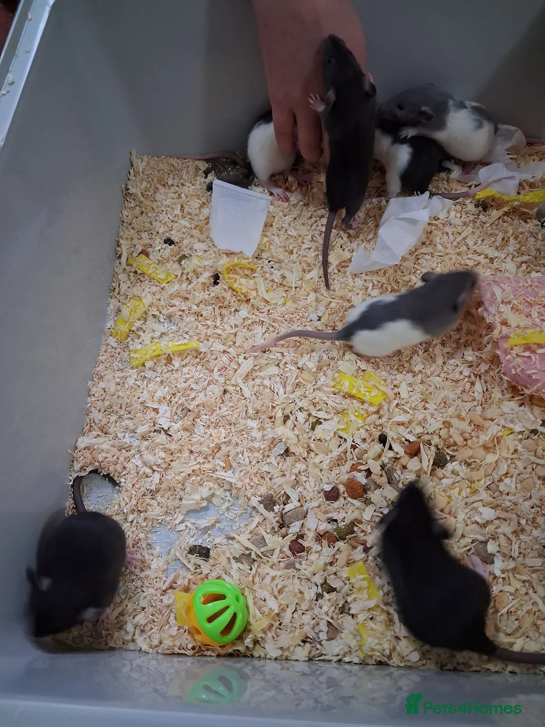 Rat rodents for sale: 6 x baby male rats  - Advert 2