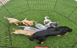 Cocker Spaniel dogs for sale: Well bred, rare coloured, working cocker spaniels - Image 13