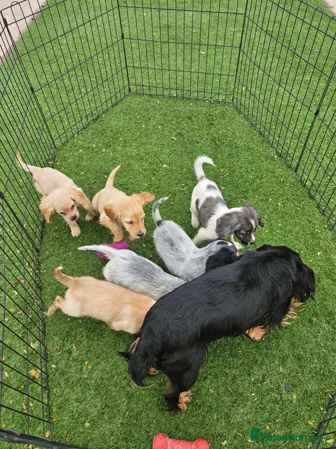 Cocker Spaniel dogs for sale: Well bred, rare coloured, working cocker spaniels - Image 13