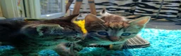 Domestic Shorthair cats for sale: Cat o' Fam ♥️ 💖 💓  - Advert 13