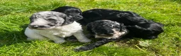 Cockapoo dogs for sale: 🐾 Beautiful Cockapoo Puppies  🐾 - Advert 7