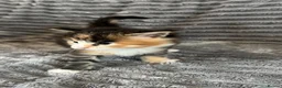 Maine Coon cats for sale: 2 beautiful Maine coon kittens - Advert 21