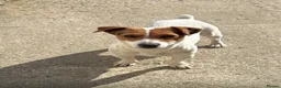 Jack Russell dogs for sale: Jack Russell pups in Maidstone - Advert 1