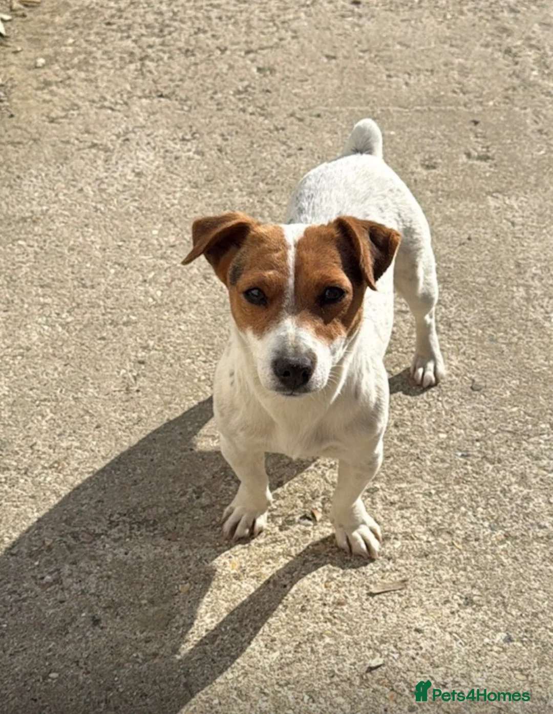 Jack Russell dogs for sale: Jack Russell pups in Maidstone - Advert 1