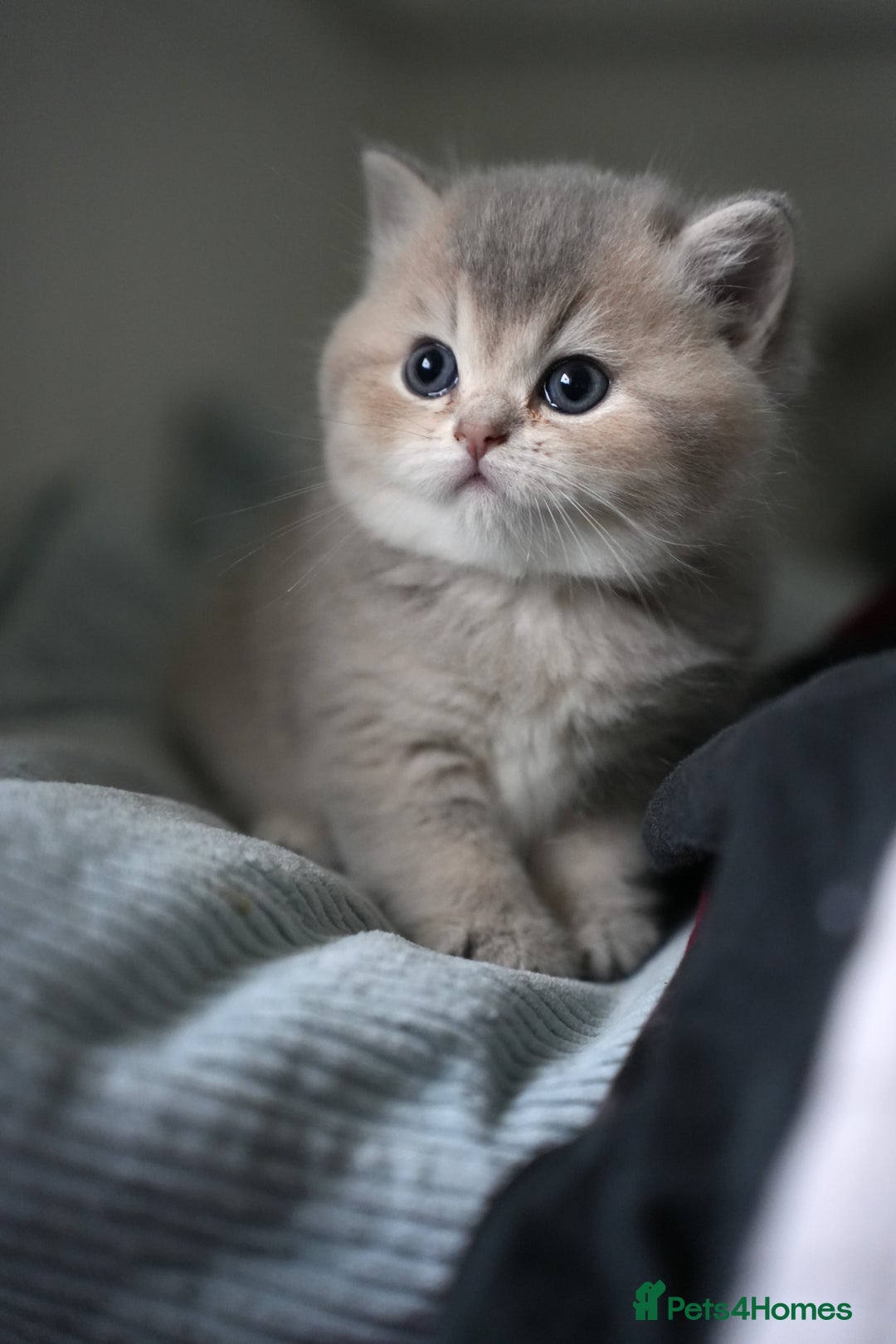 Scottish Fold cats for sale: Scottish fold/straight  - Advert 7