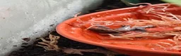 Gecko reptiles for sale: Baby Mourning geckos  - Advert 4