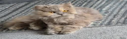 British Shorthair cats for sale: Gorgeous British longhair so loving - Advert 12