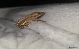 Gecko reptiles for sale: Baby Crested Geckos - Lilly whites - Image 6