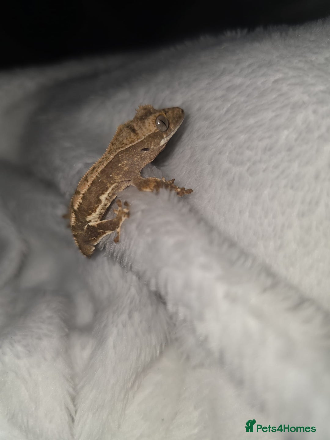 Gecko reptiles for sale: Baby Crested Geckos - Lilly whites - Image 6