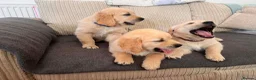 Golden Retriever dogs for sale:  kc registered Golden retriever pappys cornwall  in Saint Ives - Advert 7