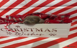 Chiweenie dogs for sale: Cheweenie - Image 15