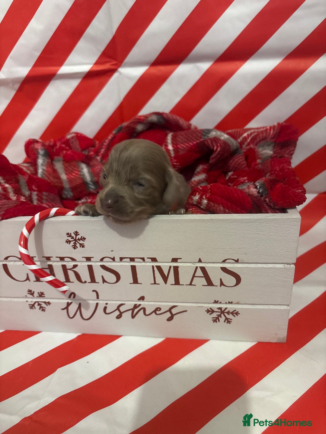 Chiweenie dogs for sale: Cheweenie - Image 15