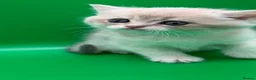 British Shorthair cats for sale: BSH GCCF GOLDEN AND LILAC KITTENS  in Basildon - Advert 18
