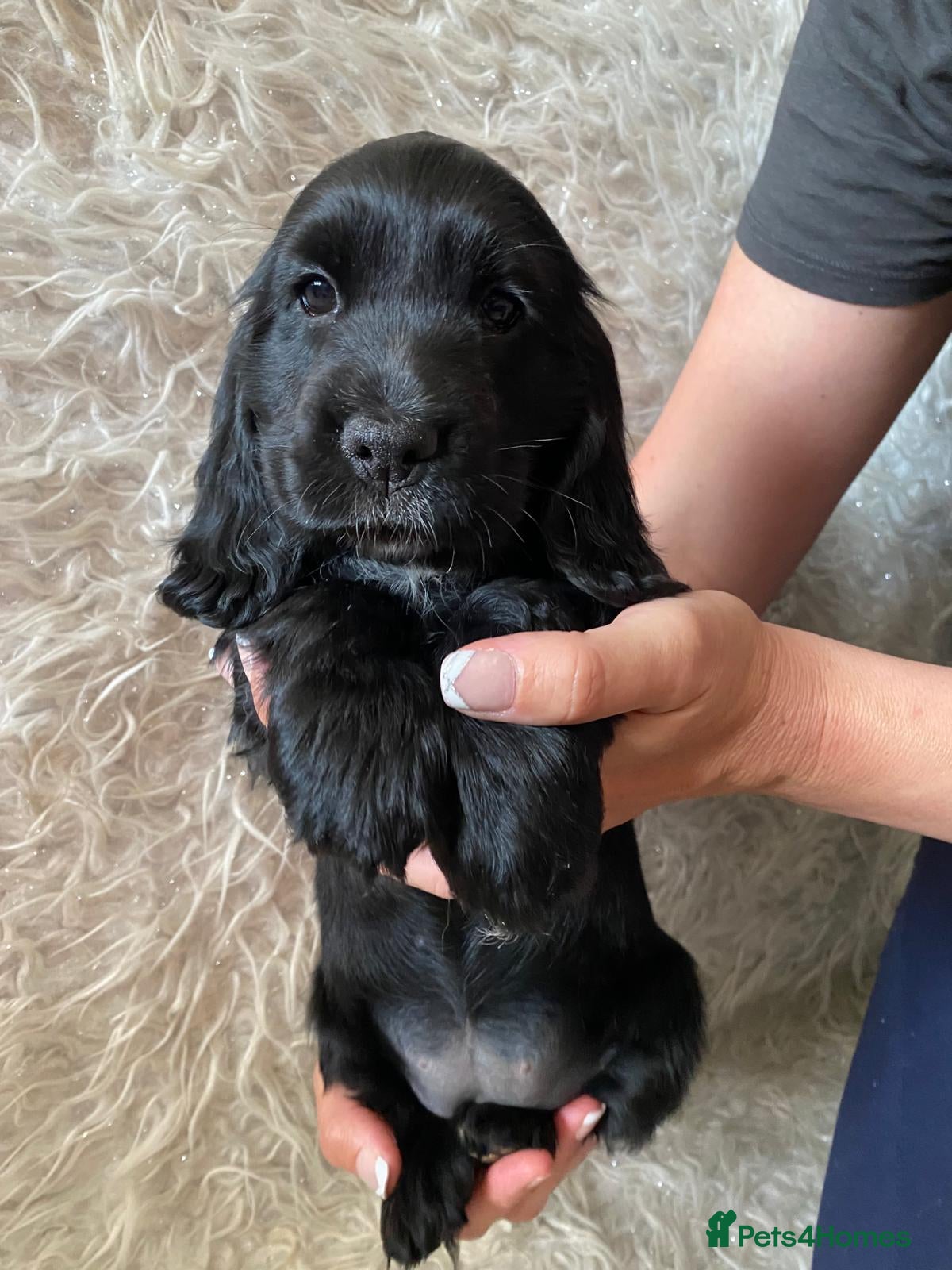 Cocker Spaniel dogs ☀️ DNA tested show type cocker spaniel girl ☀️ - Advert 2