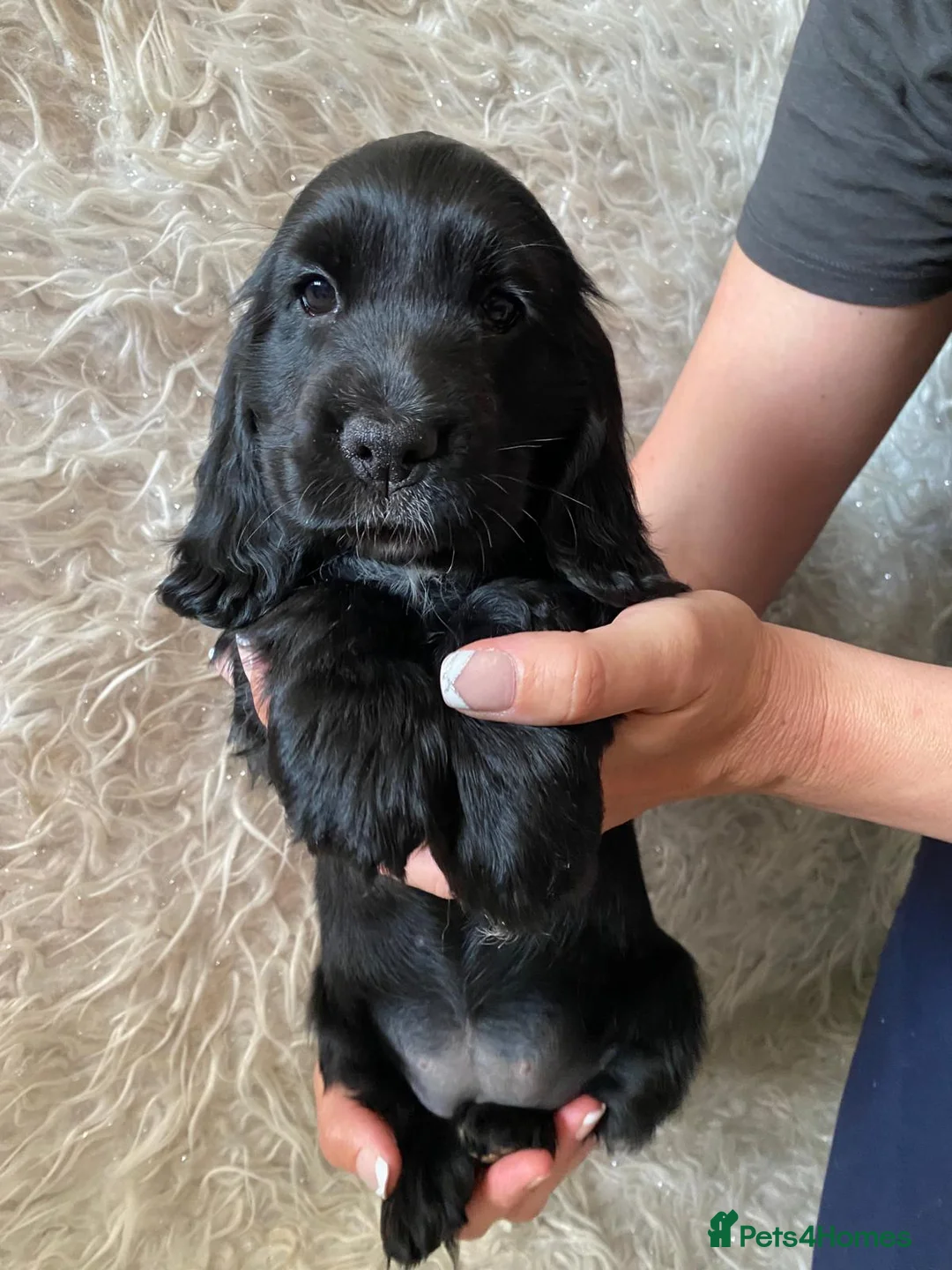 Cocker Spaniel dogs for sale: ☀️ DNA tested show type cocker spaniel girl ☀️ - Advert 2