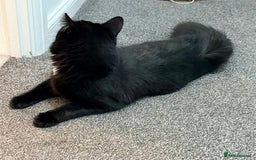 Maine Coon cats for sale: 10 Month old Kitten - Maine Coon - Image 4
