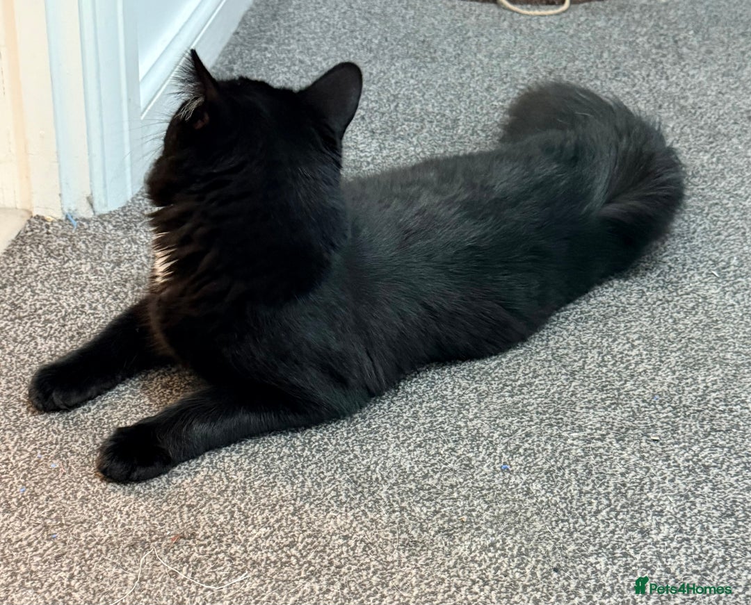 Maine Coon cats for sale: 10 Month old Kitten - Maine Coon - Image 4
