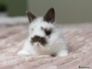 Angora rabbits Angora X bunny rabbits - Advert 6