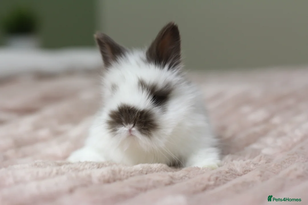 Angora rabbits for sale: Angora X bunny rabbits  - Advert 4