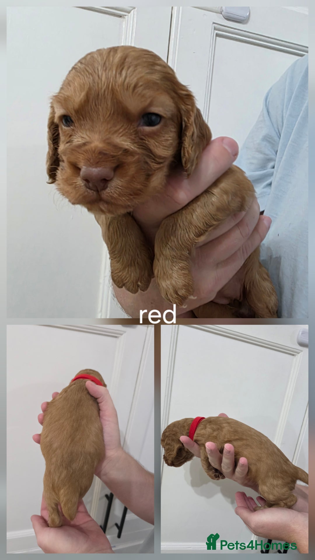 Cocker Spaniel dogs for sale: Working Cocker spaniel puppies - Advert 3