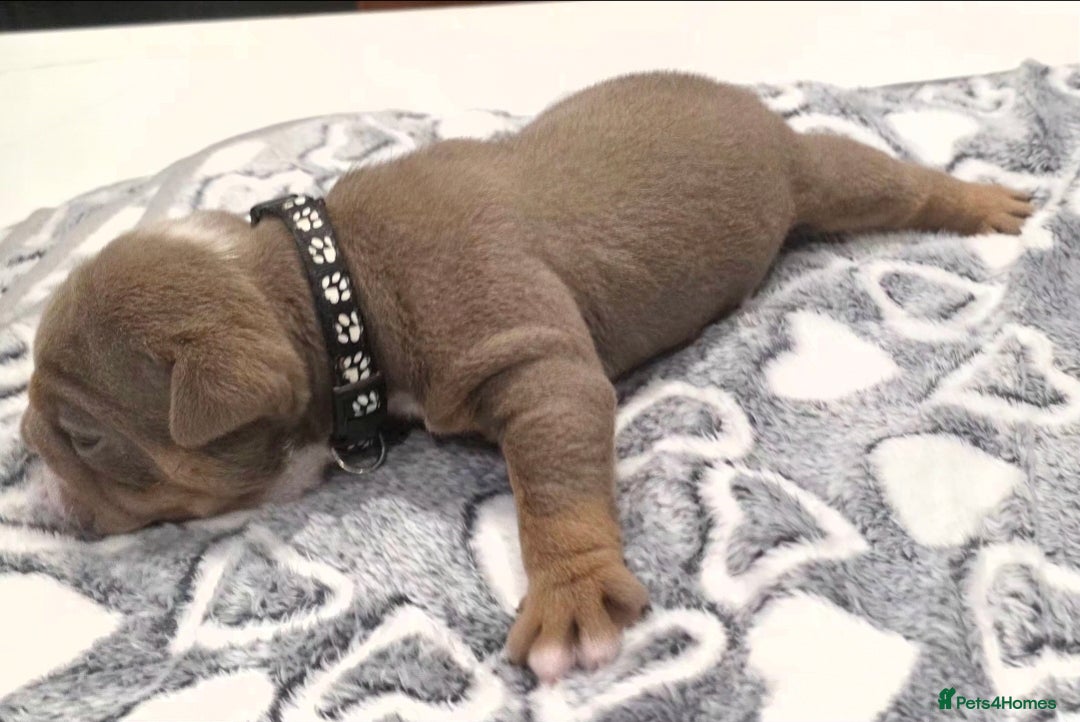 English Bulldog dogs for sale: Lilac/tan/ white English Bulldogs. 5 males. - Advert 3