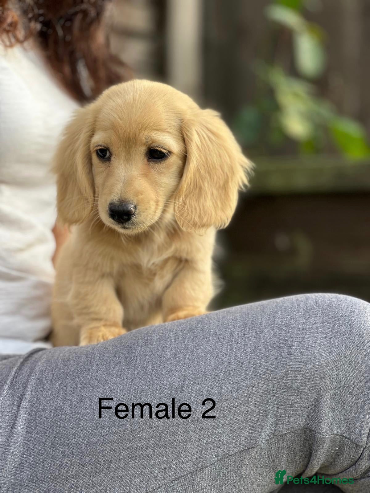 Miniature Dachshund dogs Miniature cream longhaired Dachshund  - Advert 2