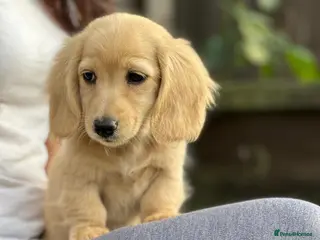 Miniature Dachshund dogs Miniature cream longhaired Dachshund - Advert 2