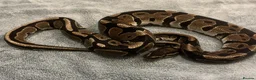 Python Snake reptiles for sale: Royal/Ball Python - with vivarium etc in Worcester - Advert 6
