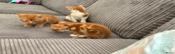 British Shorthair cats for sale: Gorgeous ginger babies in Swaffham - Advert 17