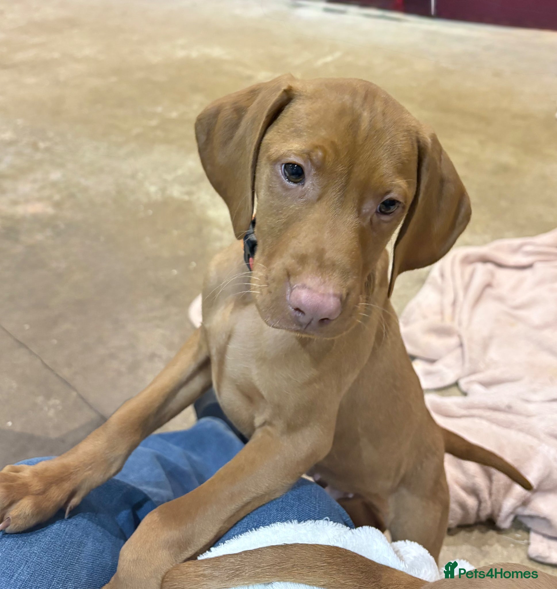 Hungarian Vizsla dogs Hookside Hungarian Viszla Puppies - Advert 4