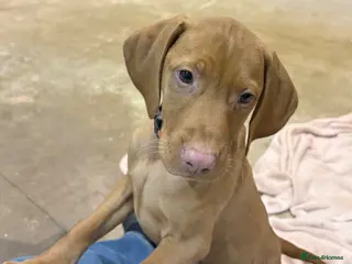 Hungarian Vizsla dogs Hookside Hungarian Viszla Puppies - Advert 4