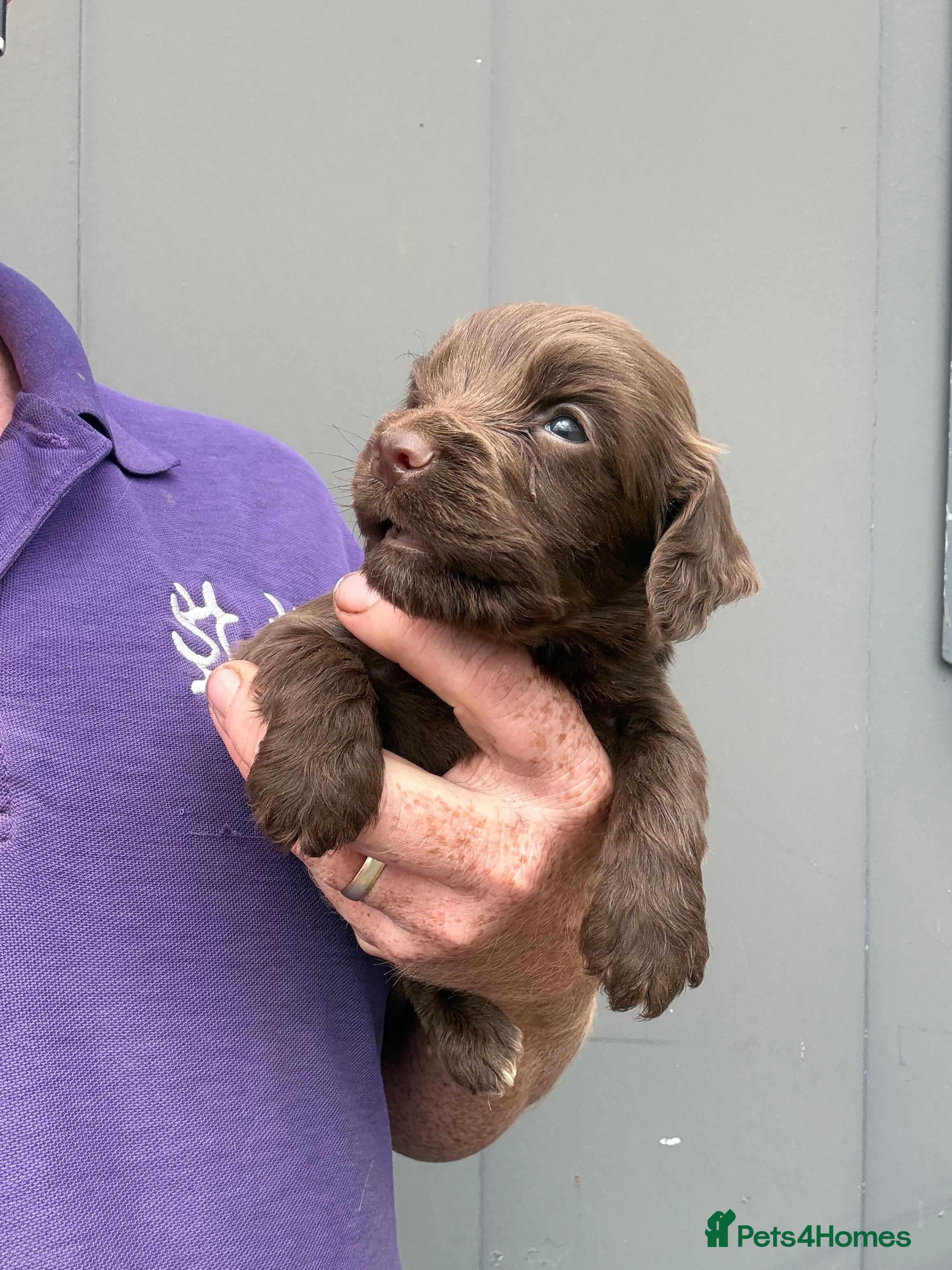 Cocker Spaniel dogs READY NOW Chocolate Cocker Spaniel Pups - Advert 2