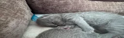 British Shorthair cats for sale: Purebred BSH Kittens- Premium & Imported Lineage - Advert 11
