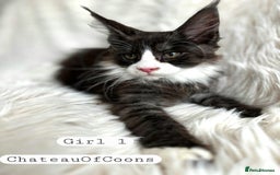 Maine Coon cats for sale: Stunning Black Smoke Registred Maine Coon Kittens - Image 5