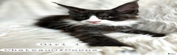 Maine Coon cats for sale: Stunning Black Smoke Registred Maine Coon Kittens - Advert 20