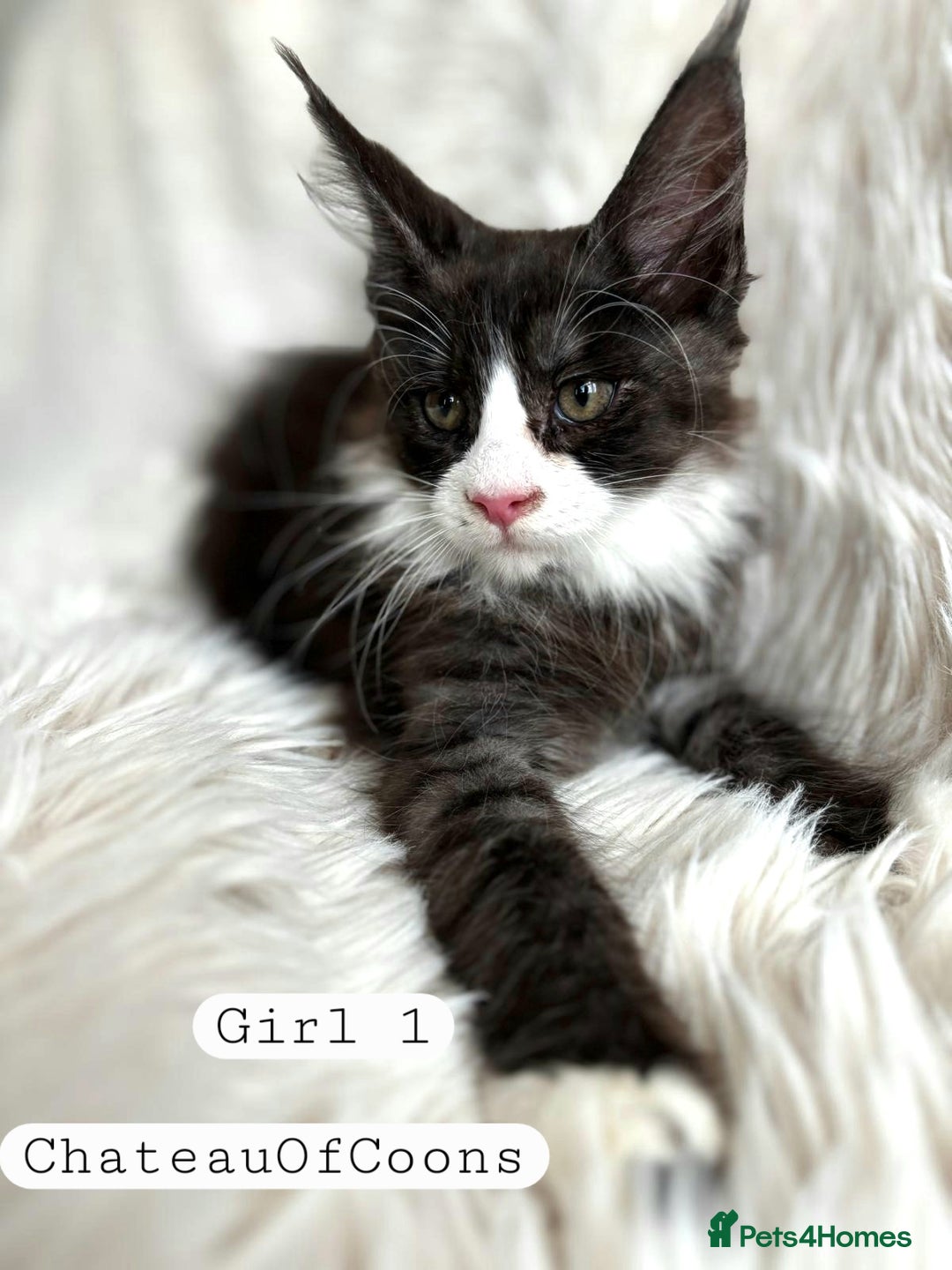Maine Coon cats for sale: Stunning Black Smoke Registred Maine Coon Kittens - Image 5