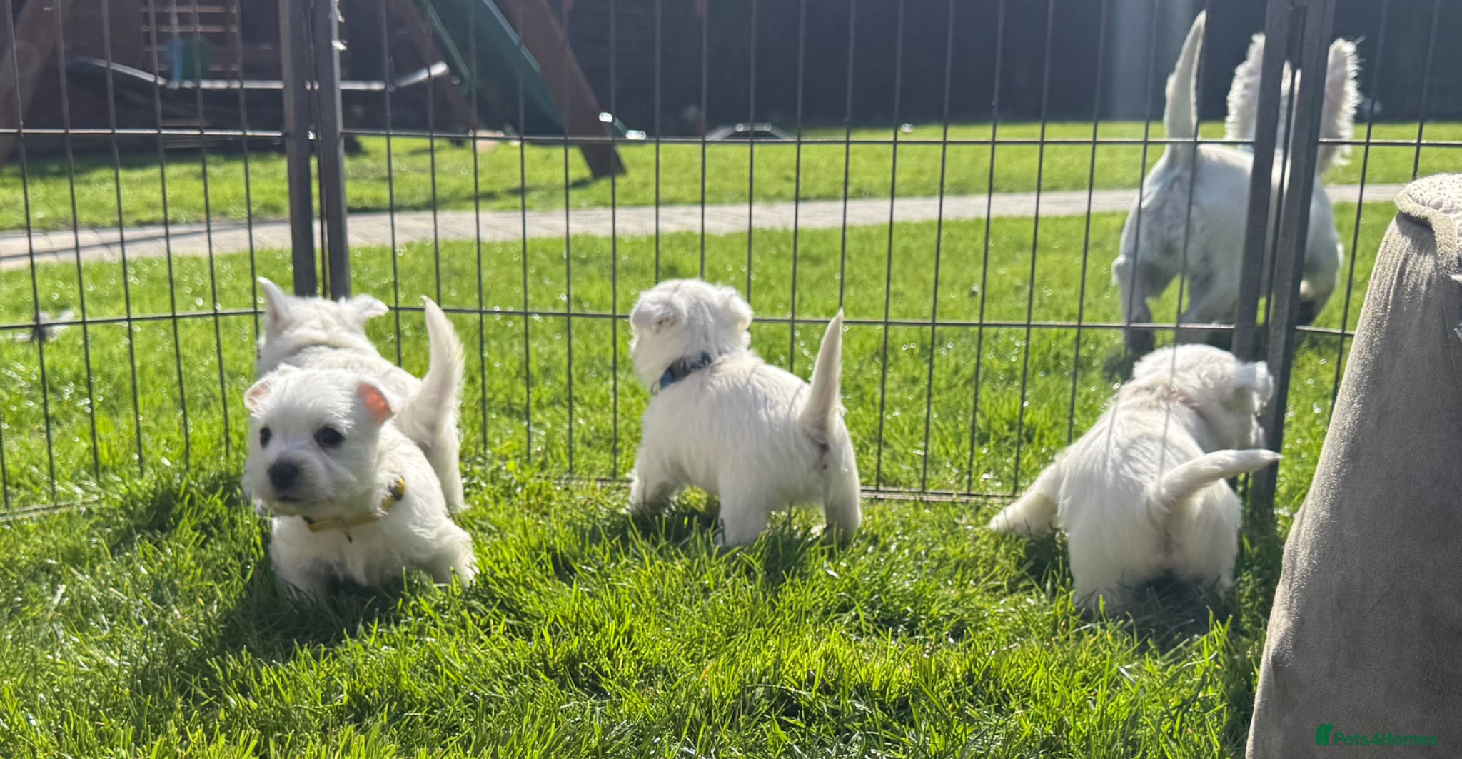 West Highland Terrier dogs KC REGISTERED Boys - Advert 1