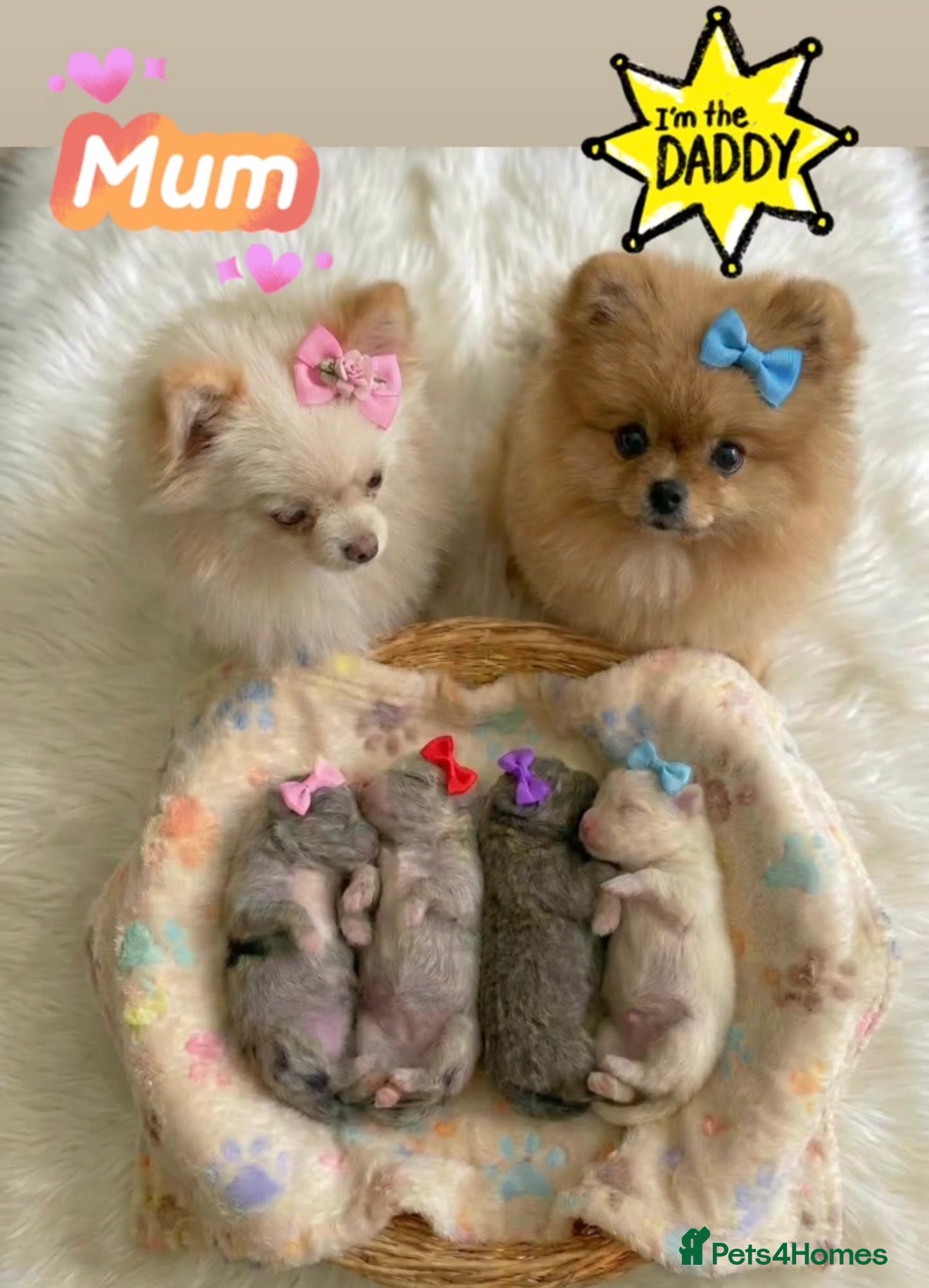 Pomeranian dogs ✨🐾Mini Pom Stars🏆🐶🐾✨ - Advert 5