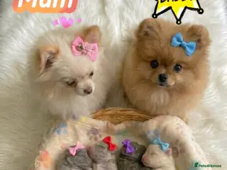 Pomeranian dogs ✨🐾Mini Pom Stars🏆🐶🐾✨ - Advert 6