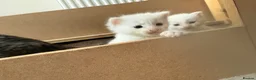 Mixed Breed cats for sale: 3 beautiful kittens in Bristol - Advert 16