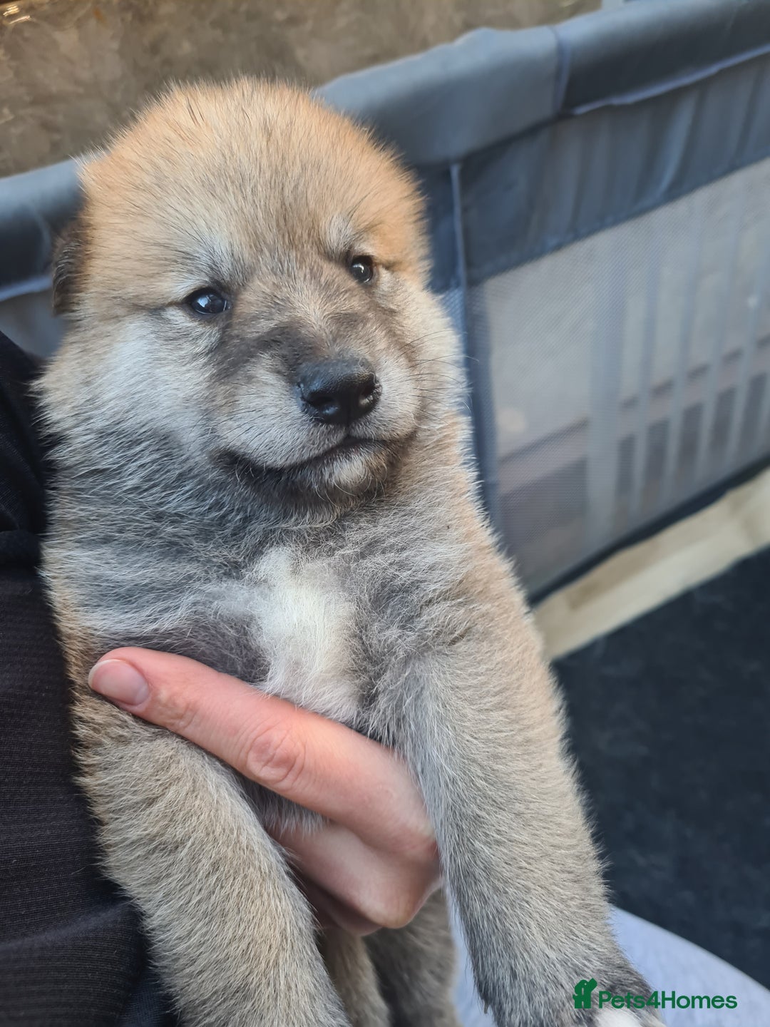 Mixed Breed dogs for sale: Czech Wolfdog × Akita/Malamute Puppies - Advert 30