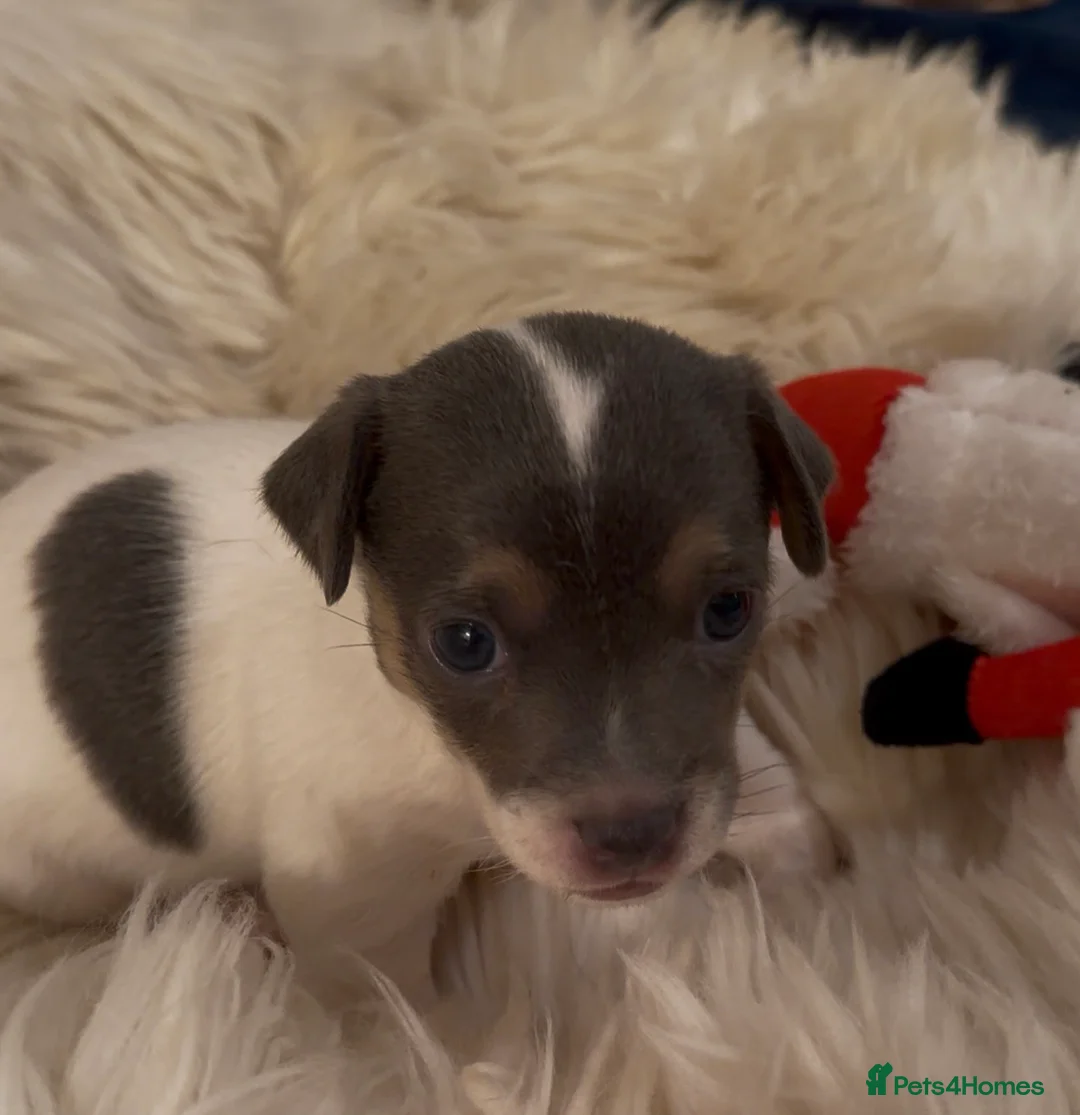 Jack Russell dogs for sale: Perfect Blue and Blue Merle Jack Russell Puppies - Advert 13
