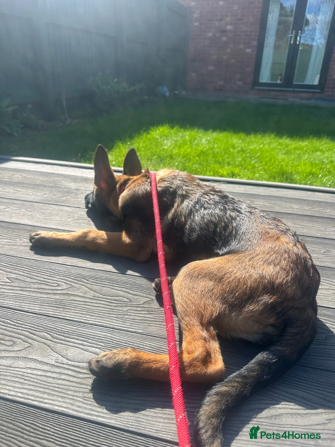 Belgian Shepherd Dog dogs for sale: Belgium Malinois  in Bolton - Advert 2