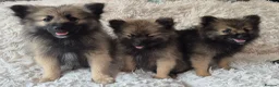 Pomeranian dogs for sale: Little pomeranian puppies  - Advert 1