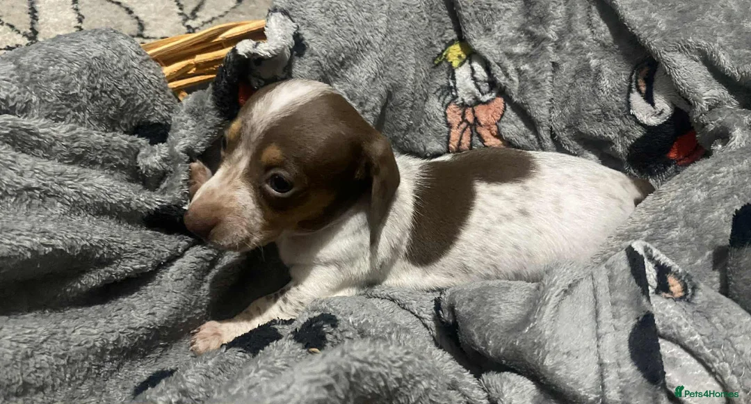 Miniature Dachshund dogs for sale: Miniature dachshund girls - Advert 2