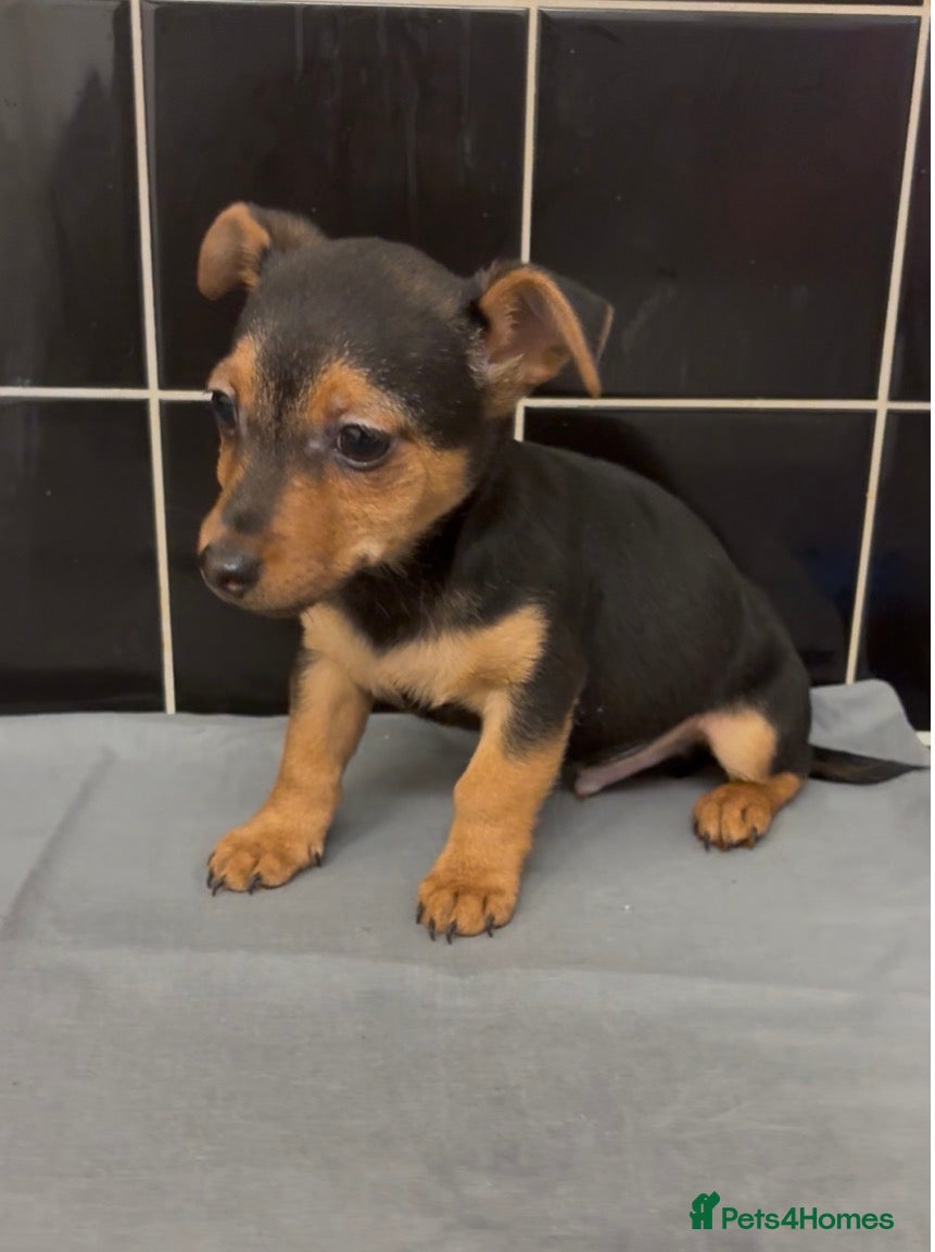 Jack Russell dogs for sale: ❤️1 Beautiful Jack Russel Boy Left ❤️ - Advert 1