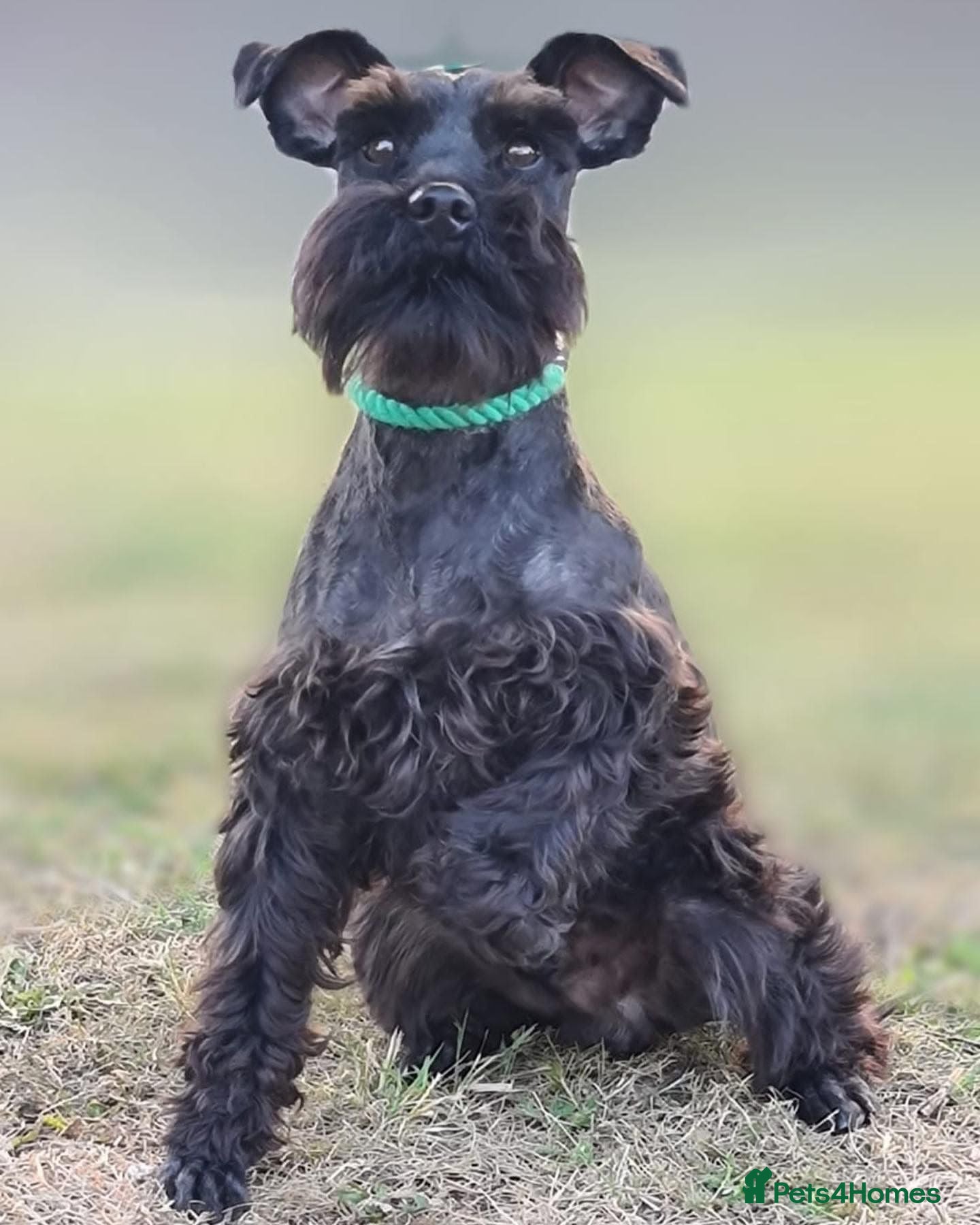 Miniature Schnauzer dogs 6 KC revised minischnauzer puppies  - Advert 2