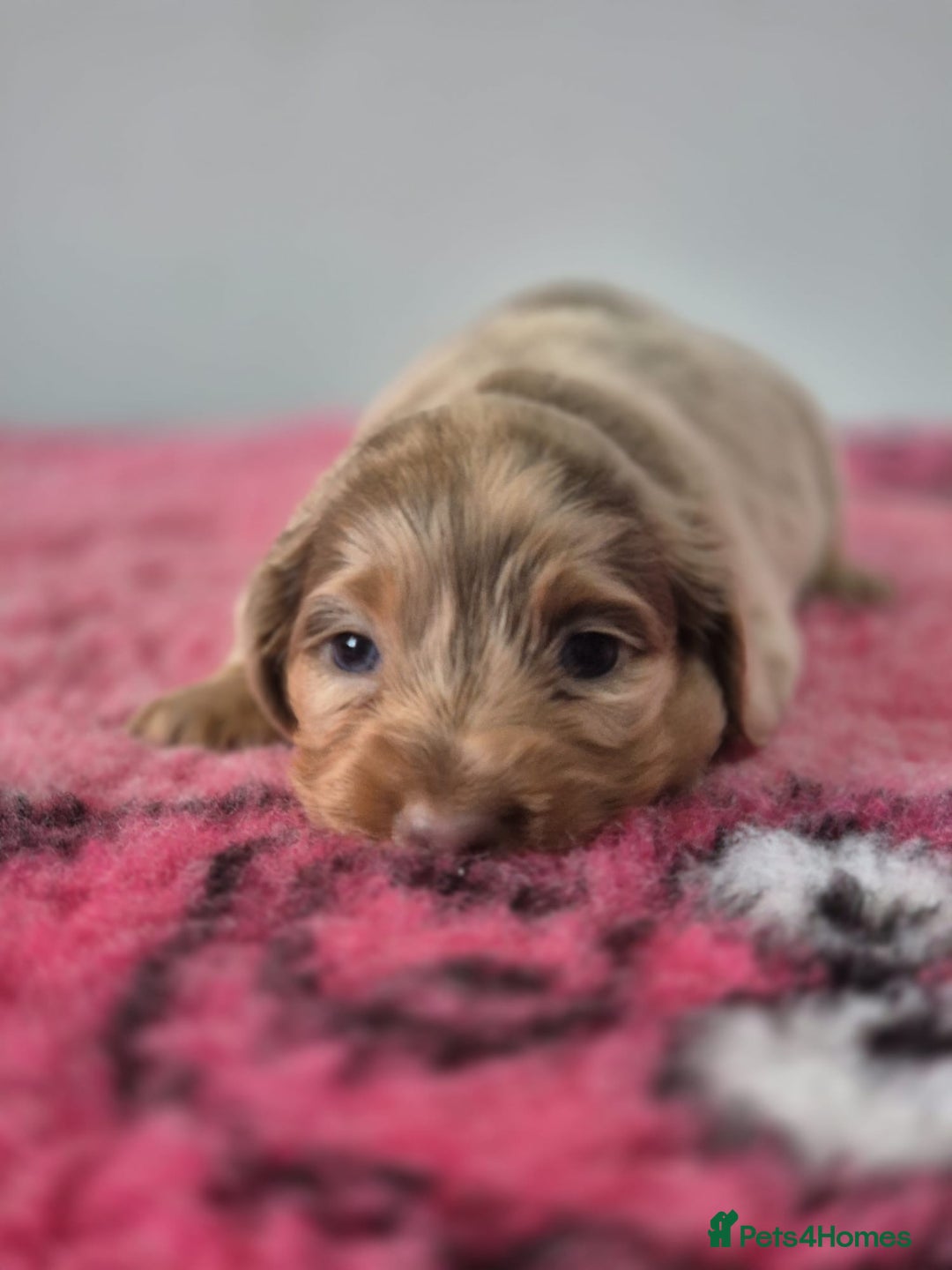 Miniature Dachshund dogs for sale: KC Registered Miniature Dachshund  - Image 24