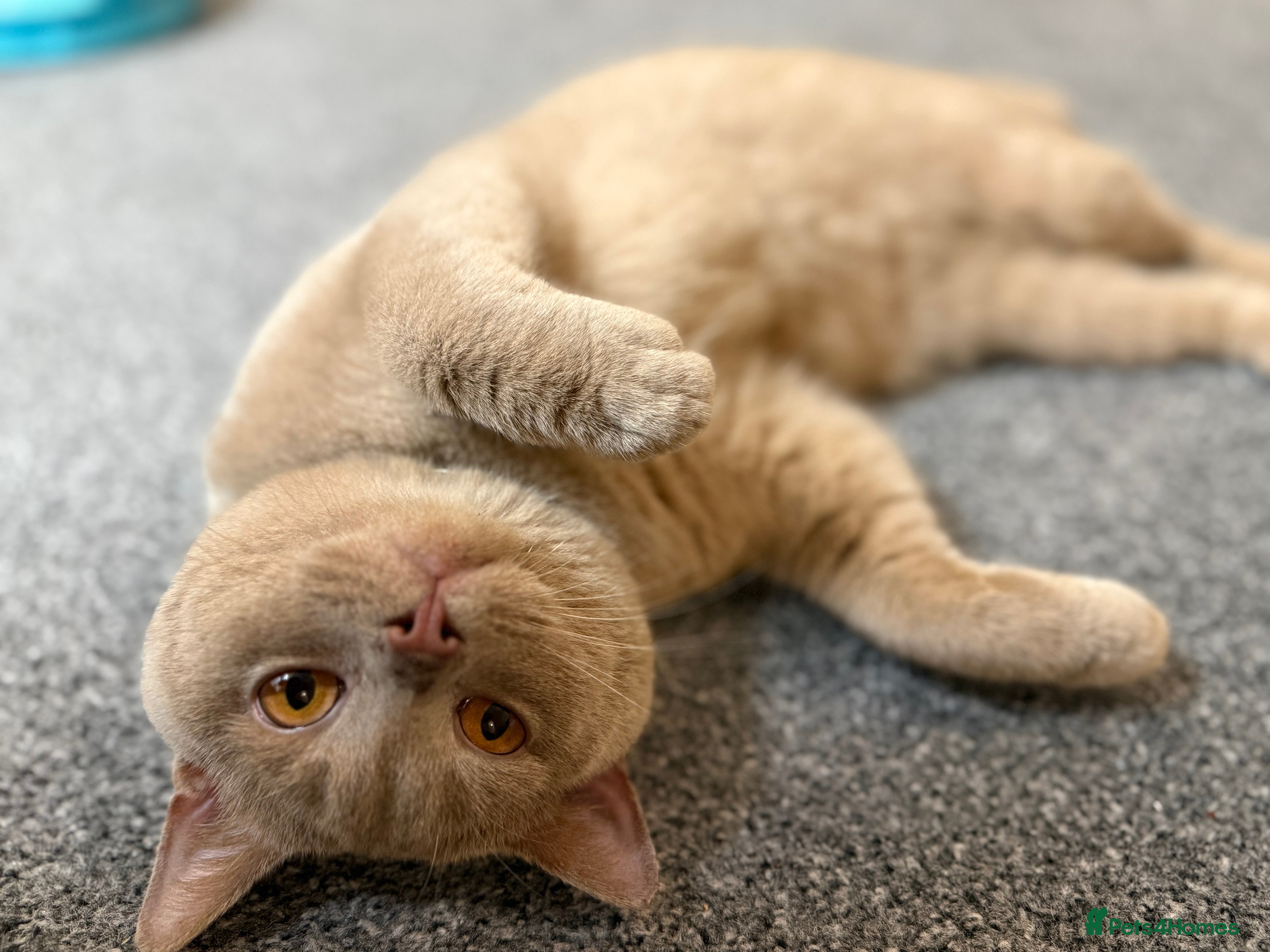 British Shorthair cats Fawn Male BSH 10 months old  - Advert 2